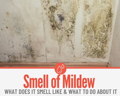 does musty smell mean mold.